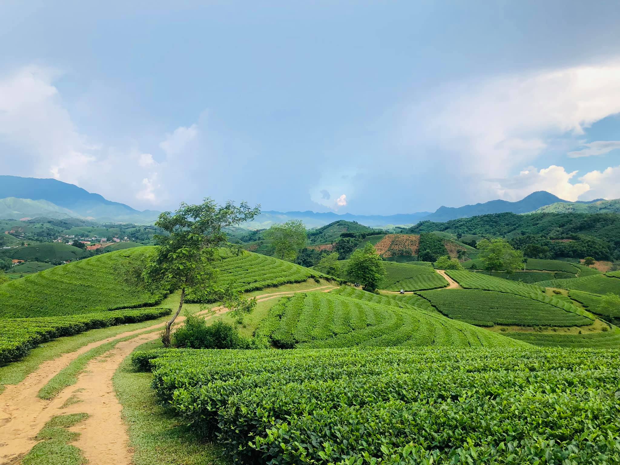 Đồi chè Đồi chè