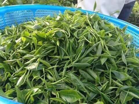 Trà xanh chưa sao